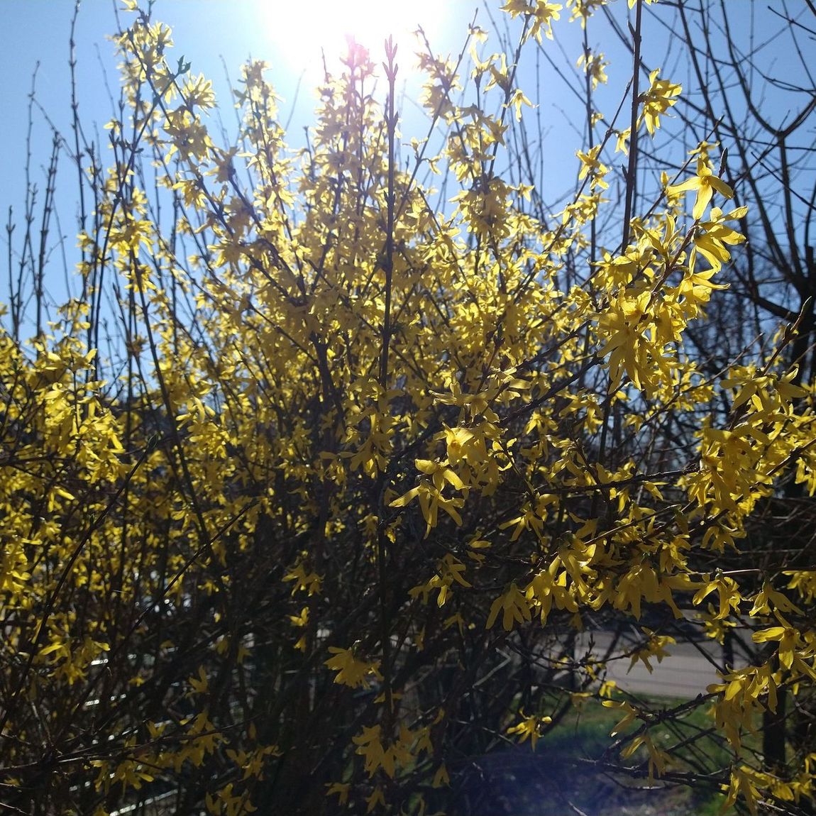 gelb blühender Strauch in der Frühlingssonne